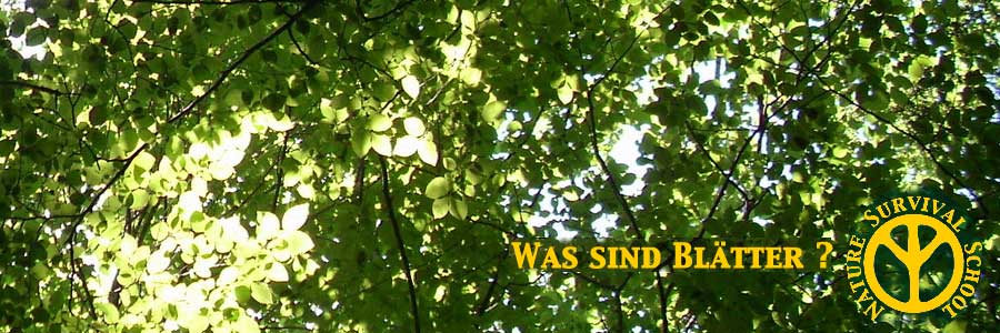 essbare Wildpflanzen Phytotherapie nahrung survival